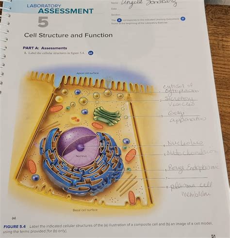 cell structure and function analyzing a laboratory investigation|research tools in cell biology.